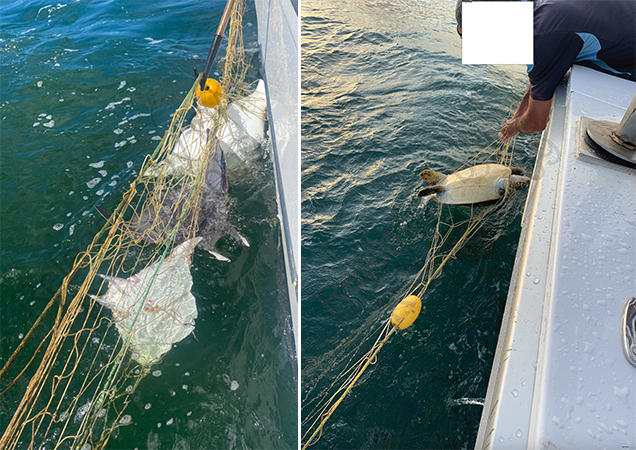 sealife caught in shark nets